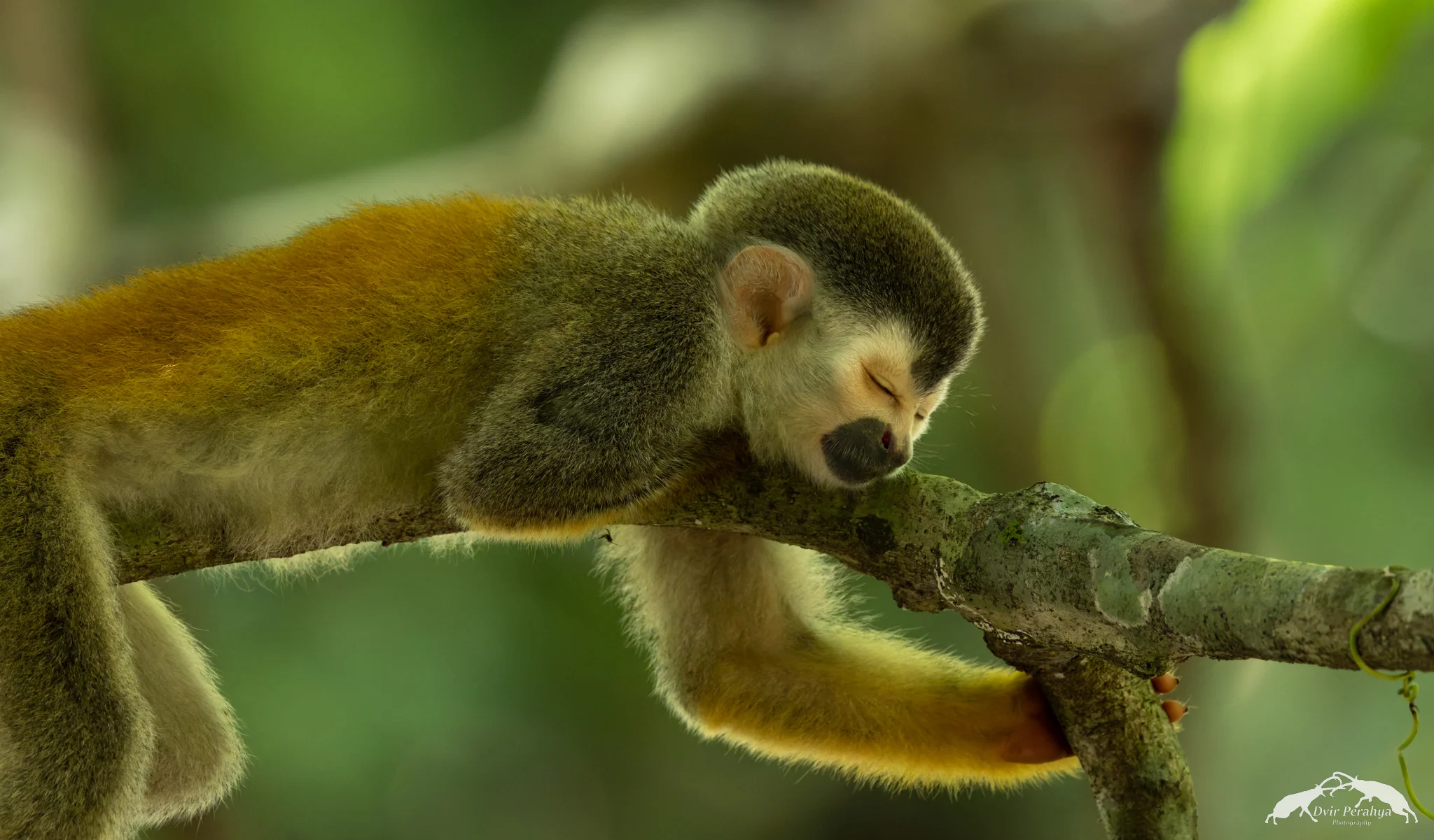 Squirrel monkey, Manuel Antonio